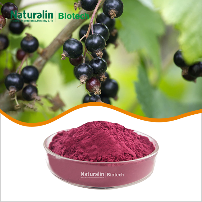 Black Currant Extract Powder Black Currant Extract Powder